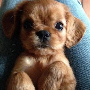 Meet your Posher, Bliss